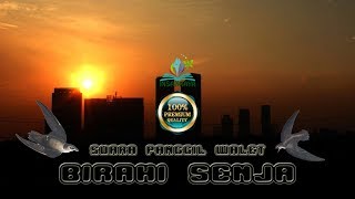 SP. BIRAHI SENJA Suara Panggil Walet Paling Top