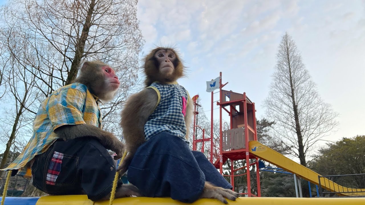 Let's take a leisurely stroll with our monkey brothers for the