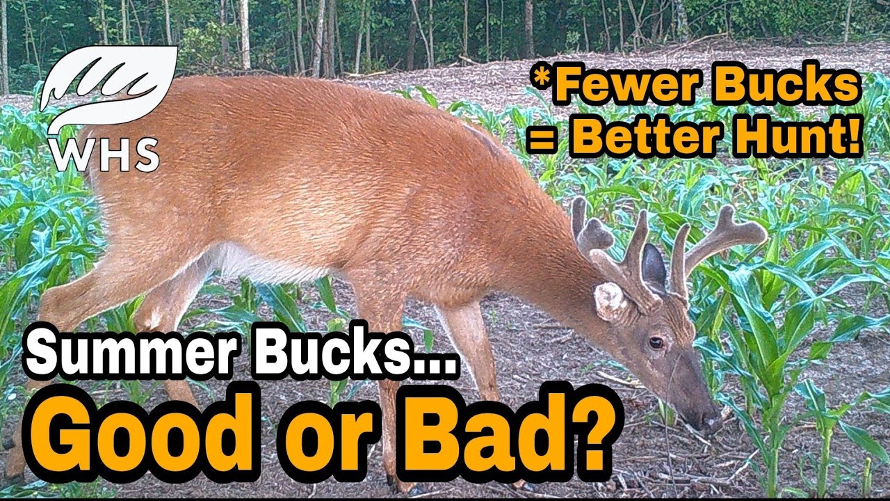 how-to-get-rid-of-summer-bucks-youtube