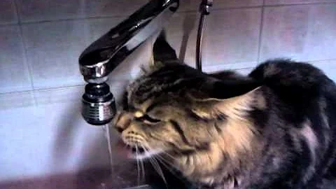 Watch the video about Maine Coon Drinking water in the kitchen, very funny