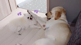 ENG SUB _ ​How a Dog Handles her Younger Sister