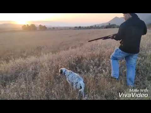 ნადირობა მწყერზე 2020