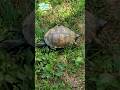 Turtle Vibes #turtle #naturelovers #turtles #turtlepet  #outside #animalshorts #outdoors #animal