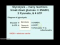 Cellular Respiration and Photosynthesis Quiz