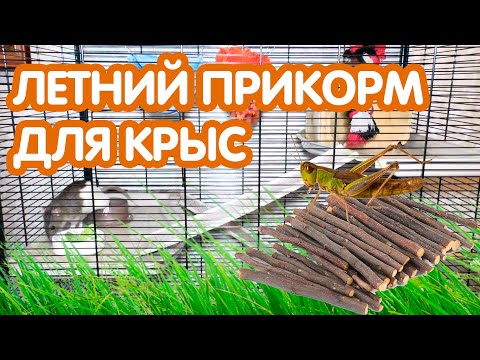 Летний прикорм для крысы. Ветки, травы и зелень для крыс