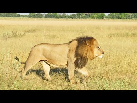 Lion Roaring 3 /closer Massive call  #lionroarvideos