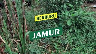 Download Lagu Berburu Jamur Barat dan Jamur Trucu di Musim Hujan | Mushroom Hunter MP3