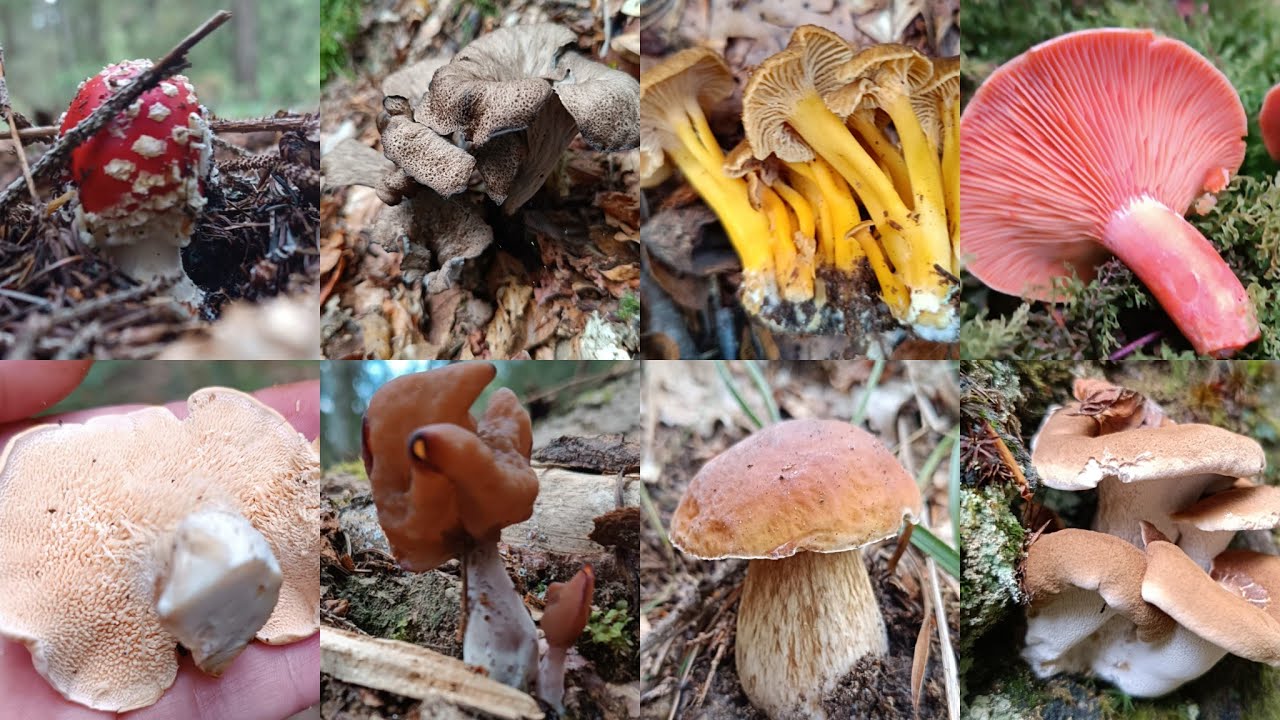 Eşimle birlikte bol çeşitli keyifli bir mantar avı.Borazan mantarı ,çörek mantarı,kanlıca mantarı .