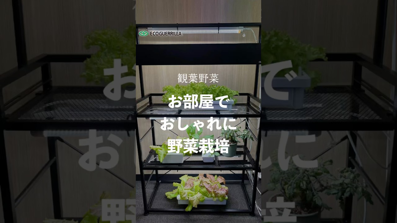 植物育成ライト ライトスタンド ビザールプランツライトスタンド 水耕