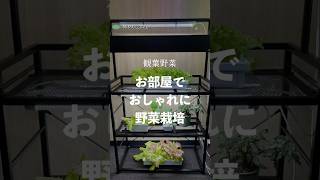 水耕栽培 栽培棚 ラック ビザールプランツラック 植物ラック - 水耕