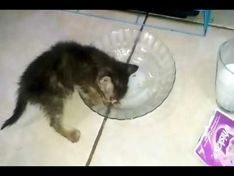 Video: 6 Tips Untuk Memberi Makan Anak Kucing Botol Dengan Aman