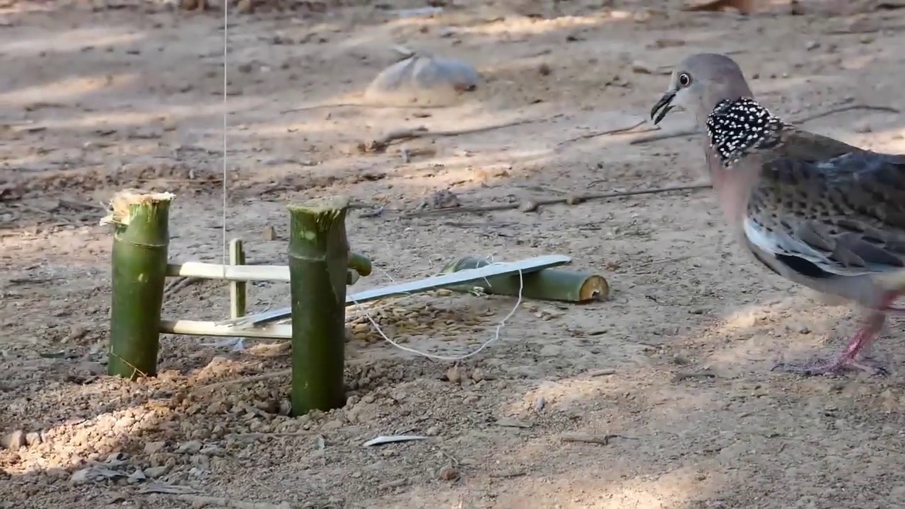 primitive technology - Awesome Quick Bird Trap - How To Easy Making bird trap