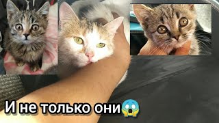 2 часть. НАШЛИ ЛИ ДОМ ОСТАЛЬНЫЕ КОТЯТА БРИТАНКИ?