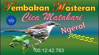 Tembakan Masteran Cica Matahari Ngerol | Gacor  |#kicauburung #kicau #cicamatahari #pentet #cendet