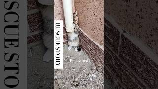 My cat’s origin story:Drainpipe Deluxe Edition.#kitten #rescue #animalrescue #animals #fyp #fypシ