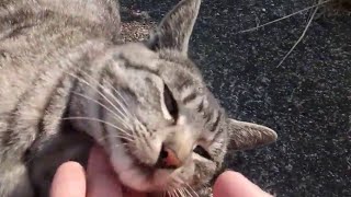 野良猫が遠くからモフられに向かってきた。