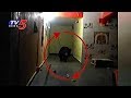 Watch: Bear Hulchul In Hanuman Temple