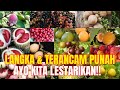 25 Buah Langka Asli Indonesia yang Hampir Punah.