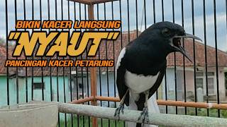 Suara Burung Kacer Bikin Lawan Emosi Gacor, Pancingan Kacer Agar Cepat Emosi Gacor
