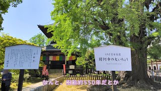 東武足利市駅からJR足利駅まで徒歩連絡がてら、鑁阿寺や足利学校に寄り道散歩