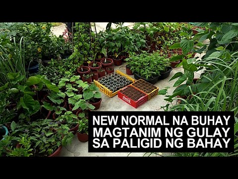 Video: Garden Cress Gulay - Matutong Palakihin At Alagaan ang Garden Cress