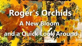 Download Lagu A New Bloom and a Quick Look Around MP3