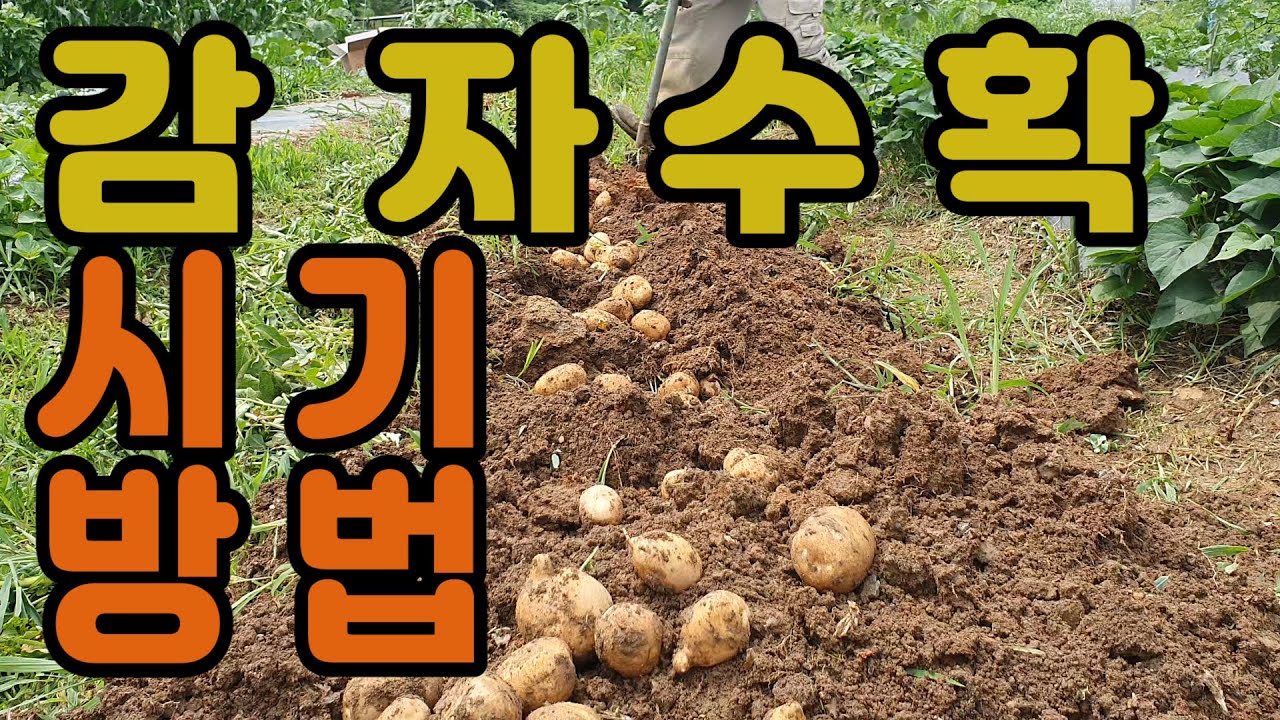 감자 캐는 방법 ㅣ 감자 수확 시기 ㅣ 감자 캐는 시기 - YouTube