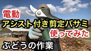 「ぶどうの作業」電動アシスト剪定バサミ！使ってみた！