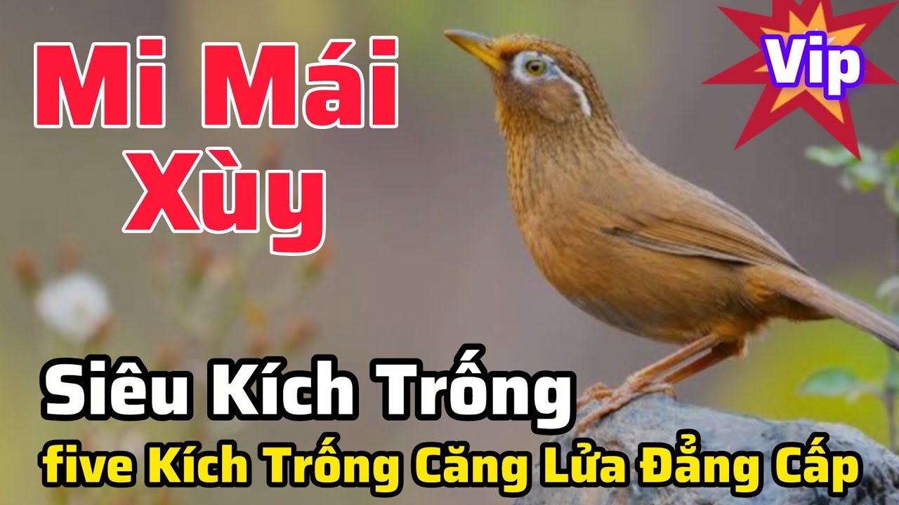 Mi Mái Xùy Siêu Víp Kích Gọi Trống Liên tục căng lửa #longhoamichien 