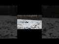 Ryft Rooster Tail in the Snow #shorts #shortvideo