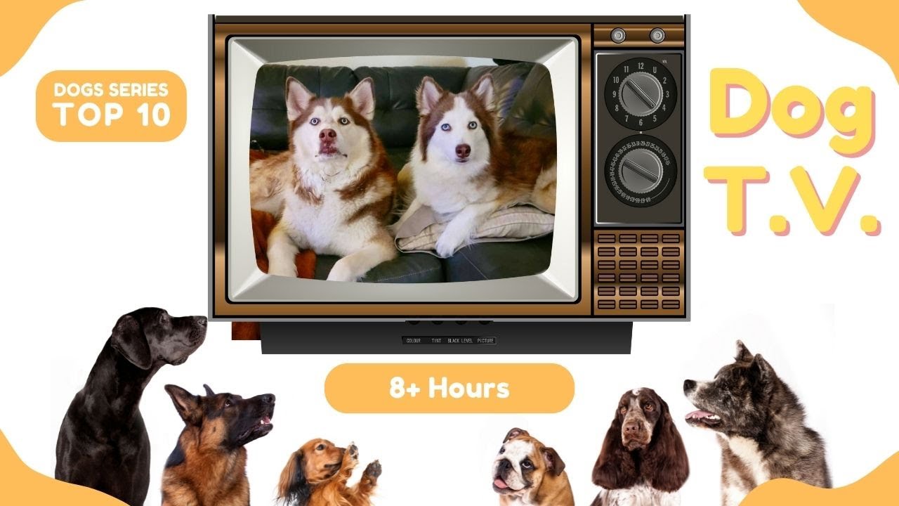 Dog TV YouTube
