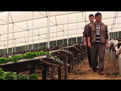 Producing lettuce sustainably with hydroponic system