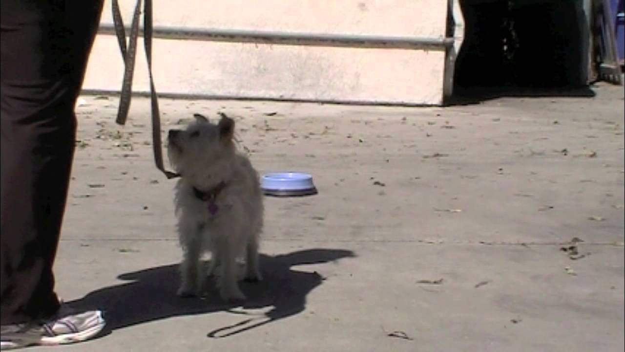 Let's Go: Clicker Dog Training - ShapeFest 2012 physical education
