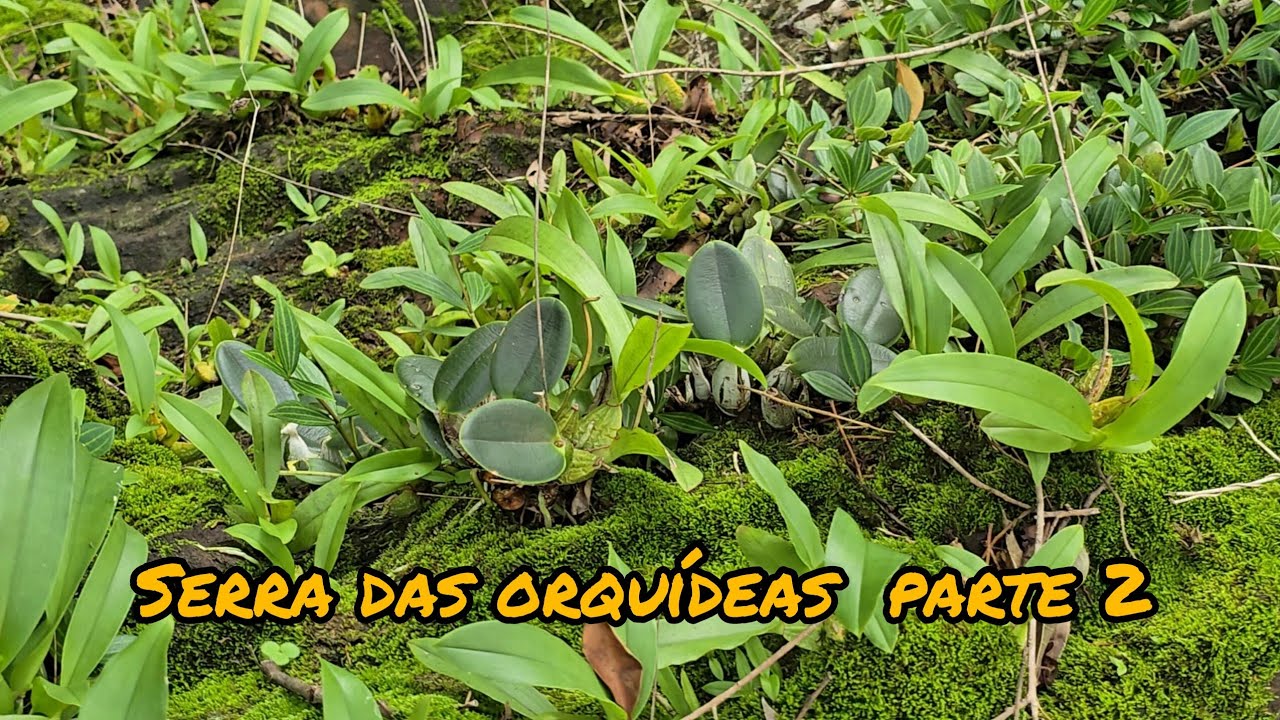 Serra das orquídeas. O Paraíso de orquídeas selvagens  #Orquídeas #natureza 