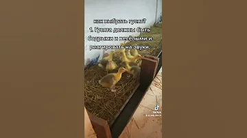 как выбрать гусят при покупке