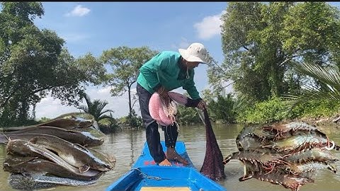 Nước vực rồi đi chài trên sông chúng tôm 🦐 và cá ngát thấy ham 