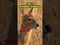 TOP-4 creepy animals