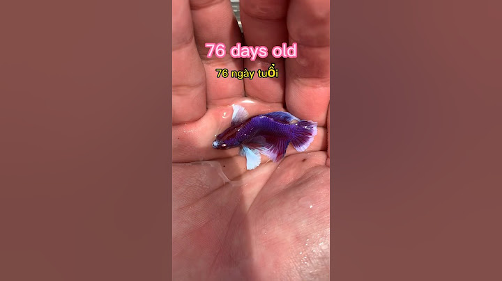 Betta fish development and results🥰#bettafishtank #betta
