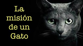 LA MISIÓN DE UN GATO