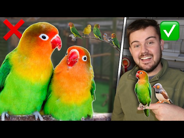 Can Lovebirds Live With Finches? My Honest Experience | 12/31