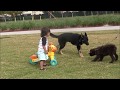 How to train your dog with the remote collar! How to train your dog with the remote collar!