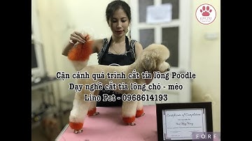 Cắt tỉa lông chó poodle tại Lino Pet - Linopet.net