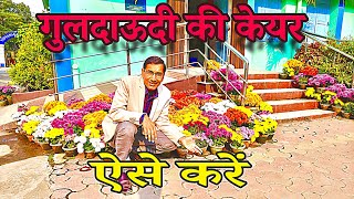 गुलदाऊदी की केयर ऐसे करें। लोग देखते रहे जाएंगे। Best Chrysanthemum care tips