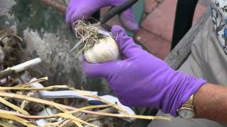 How To Clean & Prepare Garlic for Planting