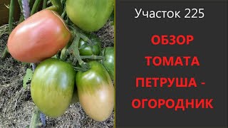 Томат Петруша Огородник. Мясистый томат для открытого грунта!