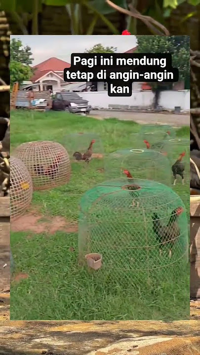 Warm up the fighting machine first #qualitychicken #hobiayam #roosterfarm #aseelmurga