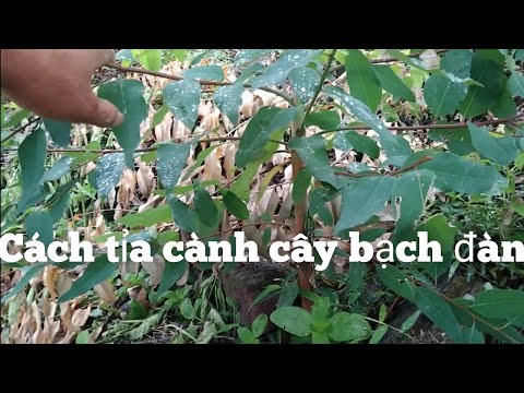 Video: Thu Hoạch Và Cắt Tỉa Cây Bạch Chỉ - Cây Bạch Chỉ Có Cần Cắt tỉa