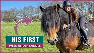 Riding a Swedish Ardennes Draft Horse Stallion in Sweden