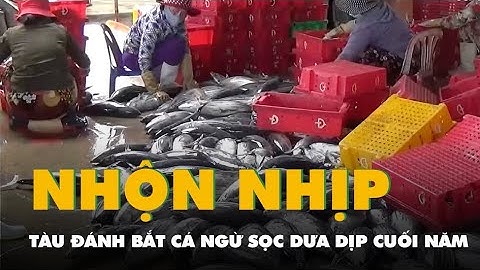 Tàu đánh bắt cá ngừ sọc dưa nhộn nhịp trở về cảng Hòn Rớ dịp cuối năm