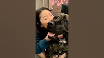 Dancing Puppy Deli 🐶😂 Cute Dog Shows Off Dance MovesDog Thinks He